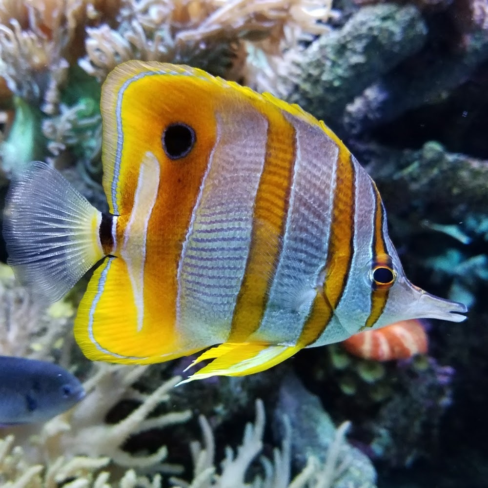 Meet your Posher, Alexandria